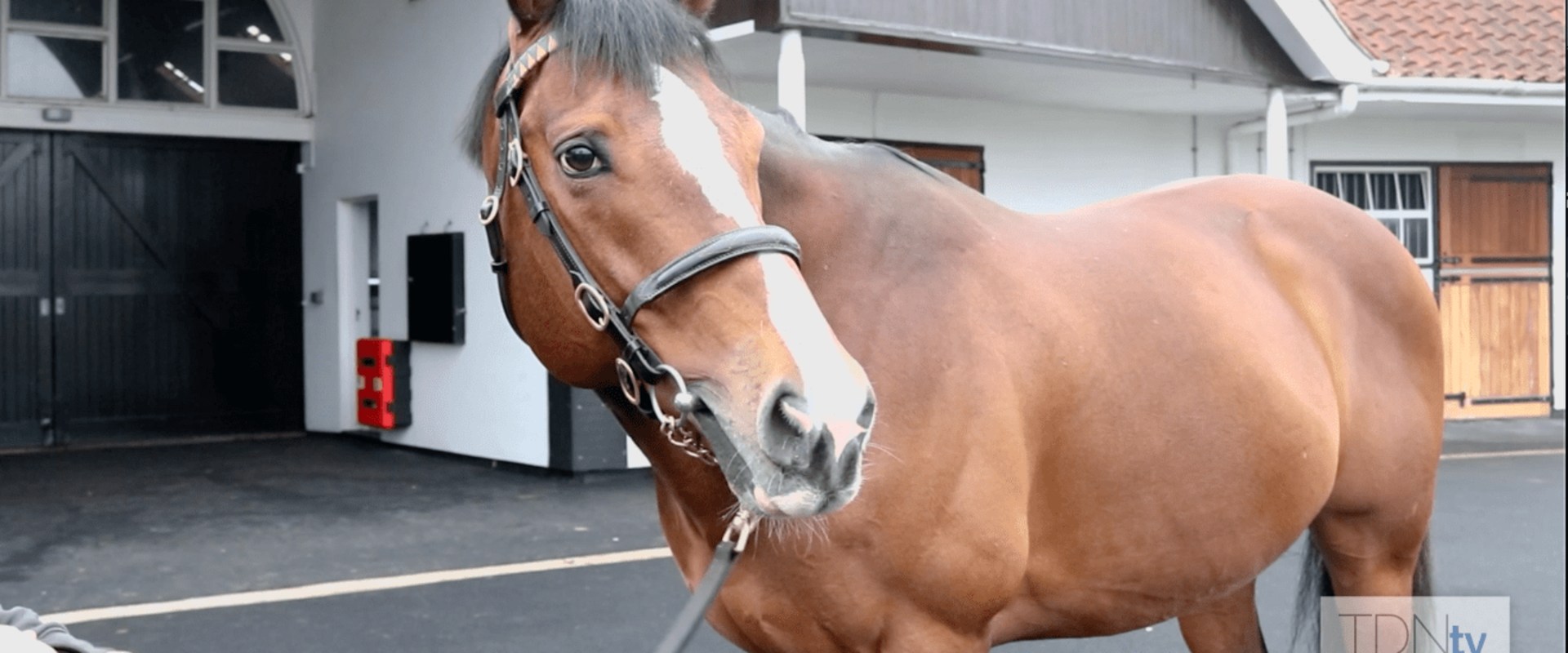 Exploring the Legacy of Darley Stud