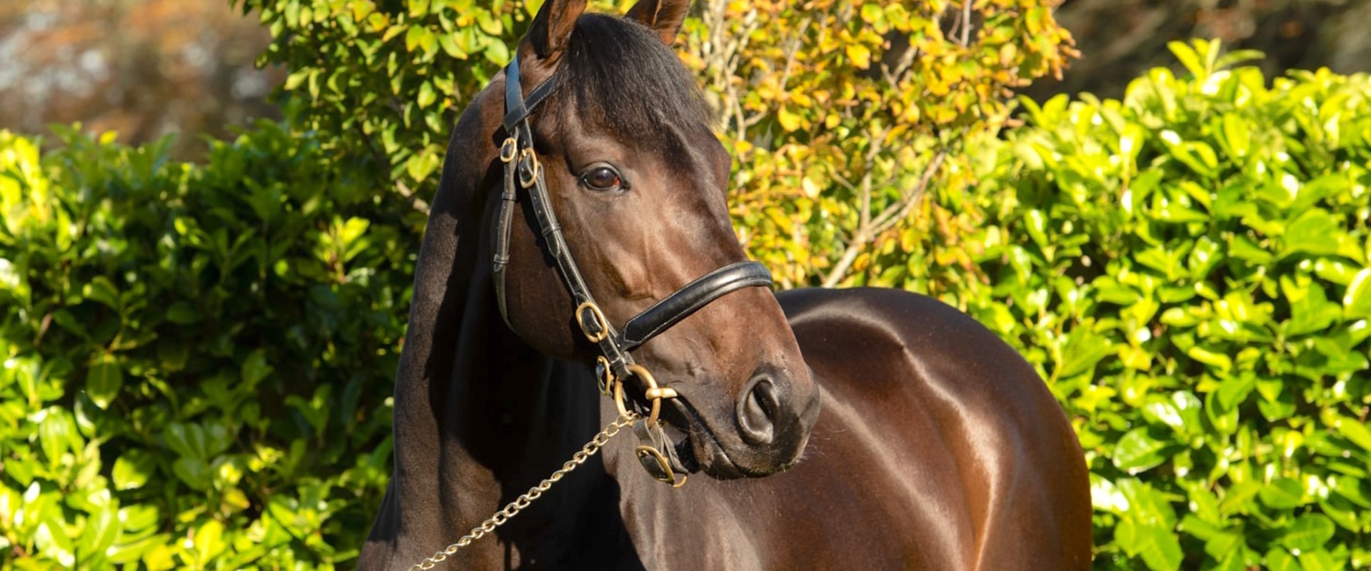 Exploring the World of Coolmore Stud: A Comprehensive Guide for Horse Racing Enthusiasts