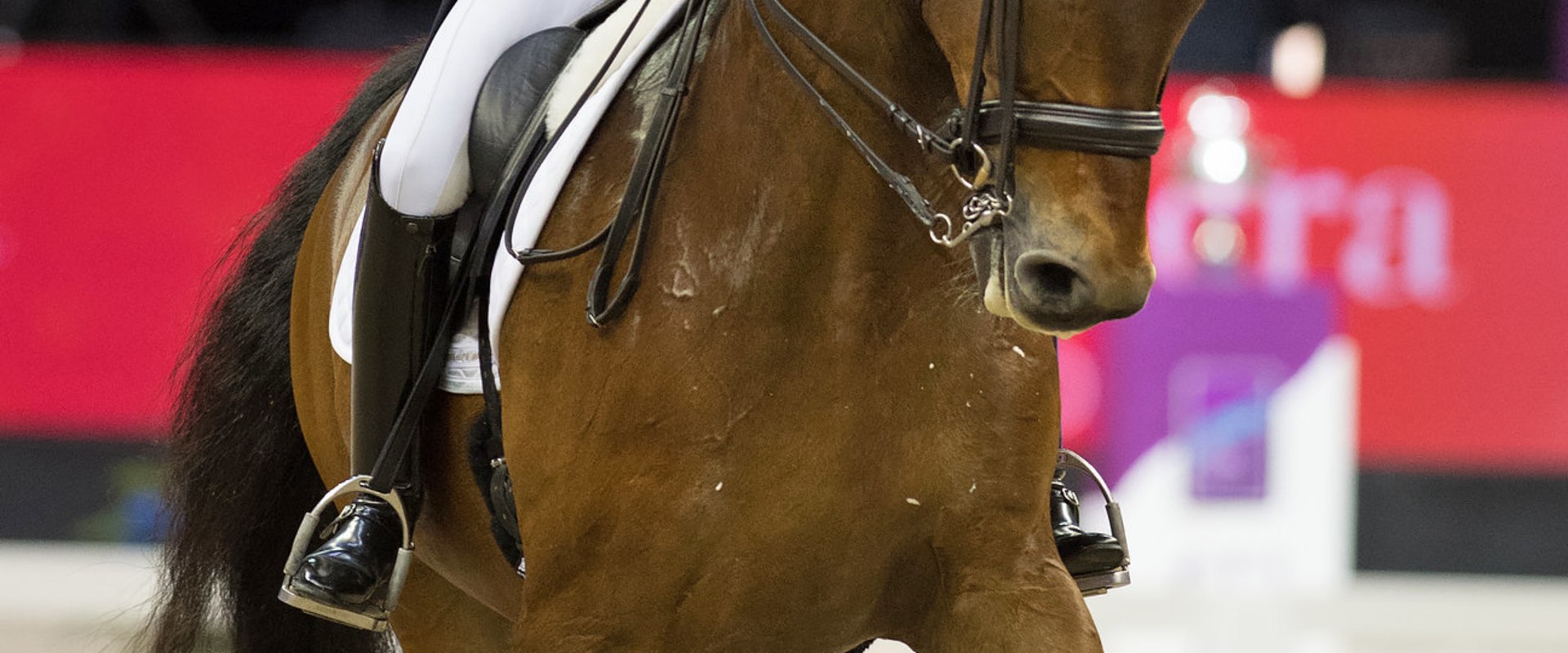 The Exciting World of Dressage