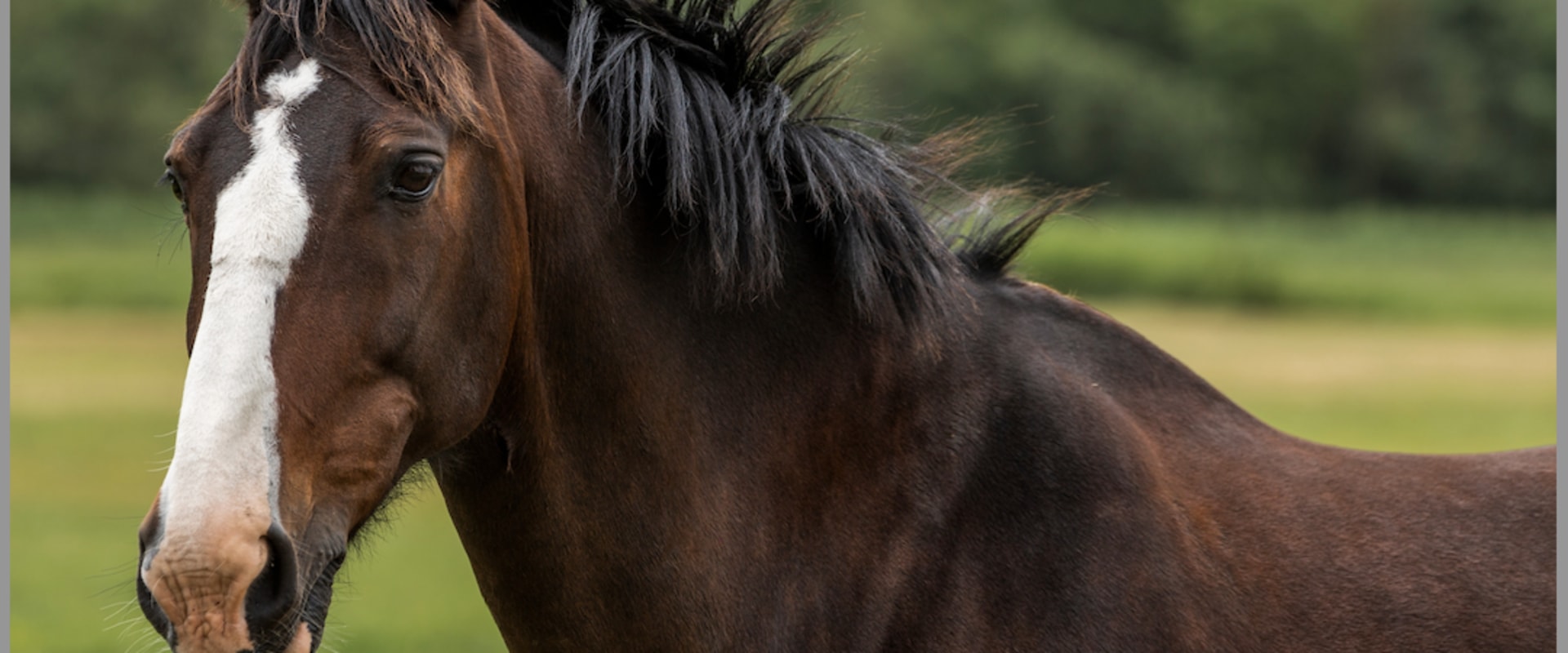 Thoroughbreds: A Guide to the Popular Racehorse Breed