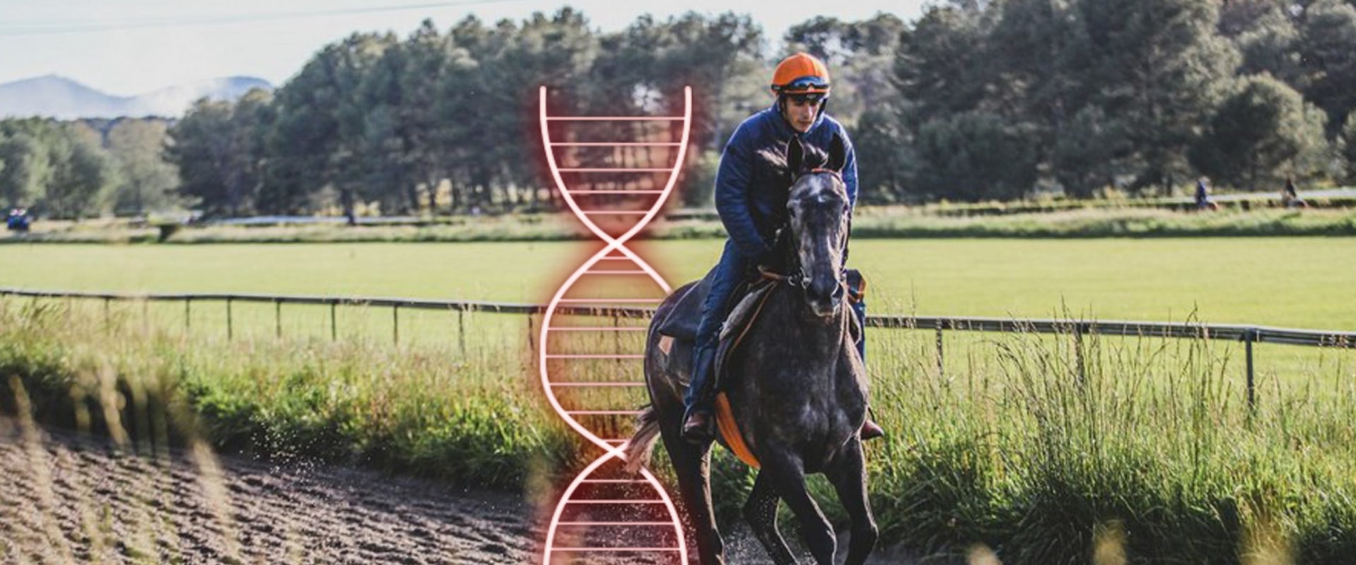 The Role of Genetic Testing in Racehorse Breeding