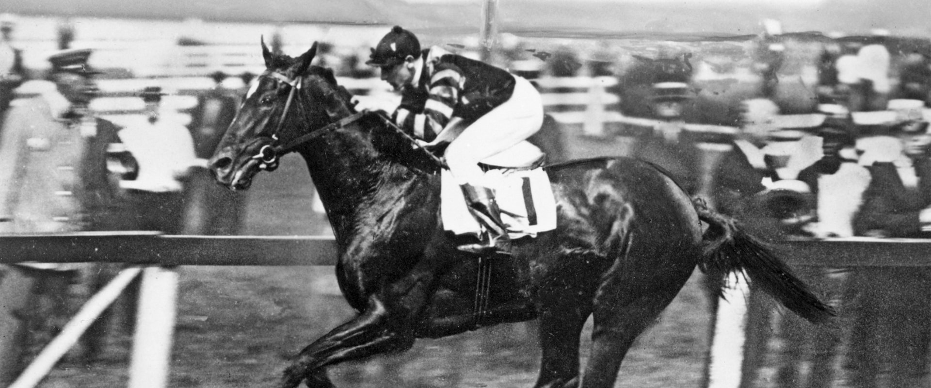 All About Man o' War: The Legendary Racehorse