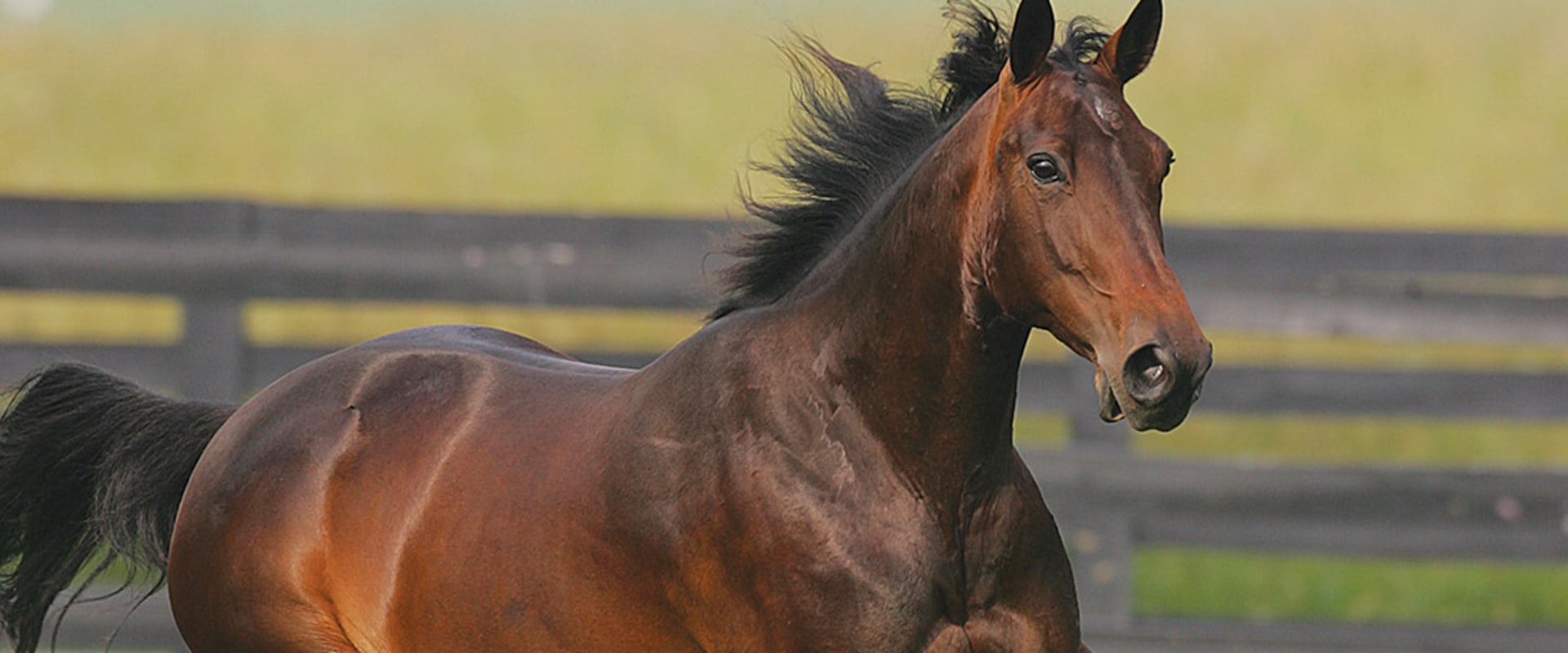 Exploring the World of Standardbred Horses