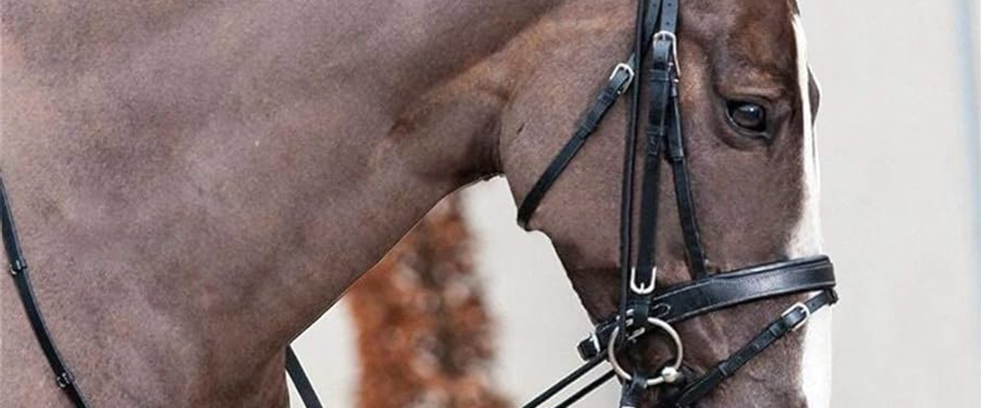 Grooming Supplies for Horseback Riding and Training