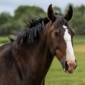 Thoroughbreds: A Guide to the Popular Racehorse Breed