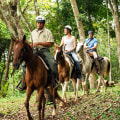 Exploring the Excitement of Trail Riding