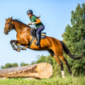 Exploring the Thrilling World of Show Jumping