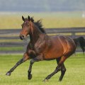 Exploring the World of Standardbred Horses