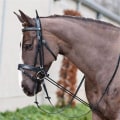 Grooming Supplies for Horseback Riding and Training