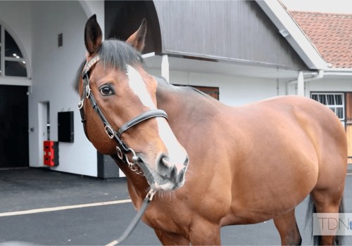 Exploring the Legacy of Darley Stud