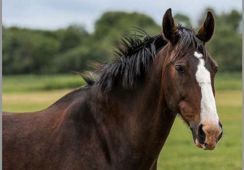 Thoroughbreds: A Guide to the Popular Racehorse Breed