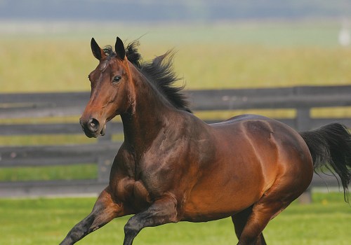 Exploring the World of Standardbred Horses