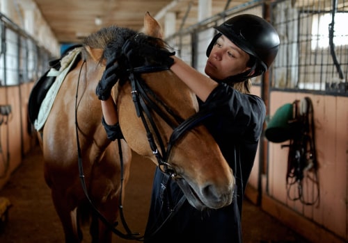 All About Saddles and Bridles: A Comprehensive Guide to Horseback Riding and Training Equipment