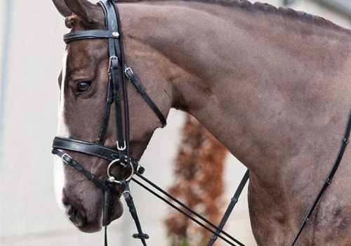 Grooming Supplies for Horseback Riding and Training